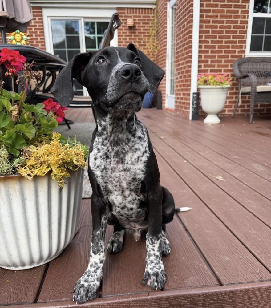 Enlarge Otto, a Adoptable mixed breed in Irwin, PA image 6/6