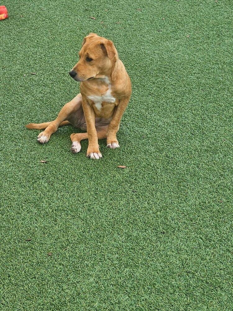 Anna, Adoptable, Puppy Female Labrador Retriever & Hound.