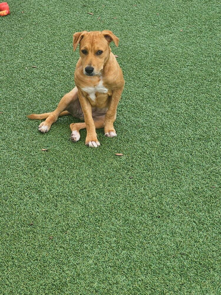 Anna, a Adoptable mixed breed in Winter Garden, FL image 2/3
