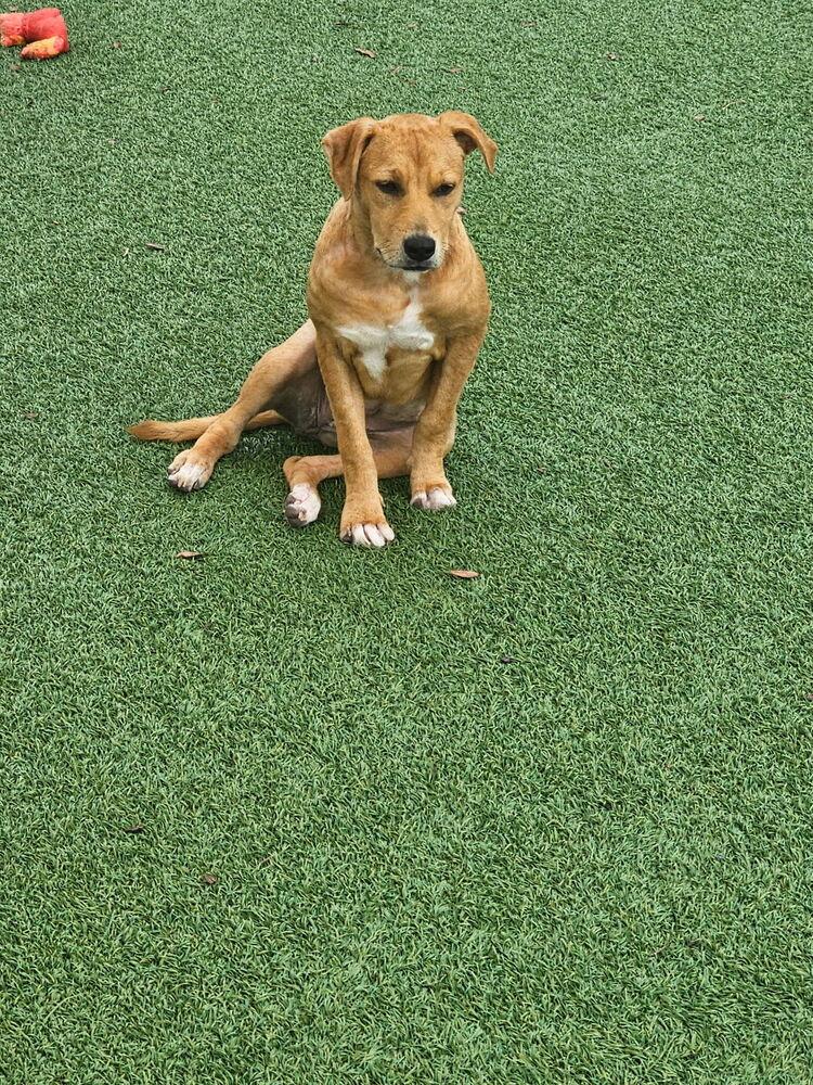 Anna, a Adoptable mixed breed in Winter Garden, FL image 3/3