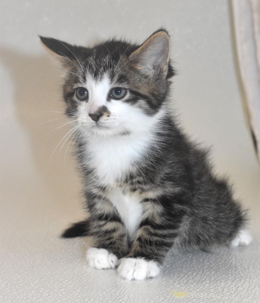 Lancelot, Adoptable, Kitten Male Domestic Short Hair.