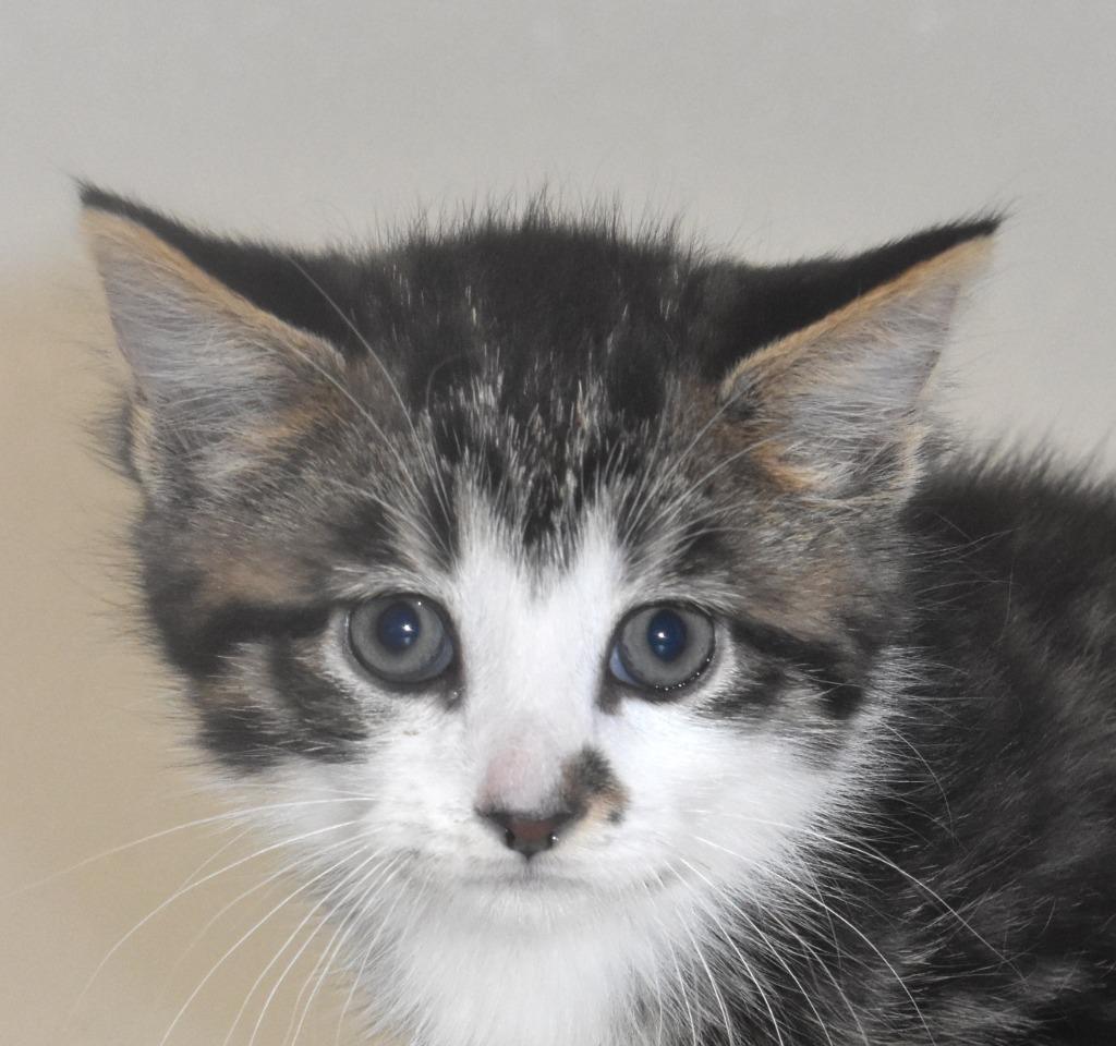 Lancelot, a Adoptable mixed breed in Springfield, OH image 3/3