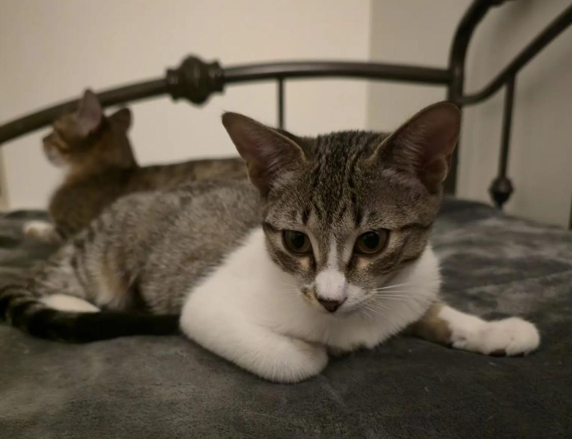 Poppy (courtesy listing), a Adoptable Domestic Short Hair in Baton Rouge, LA image 1/3