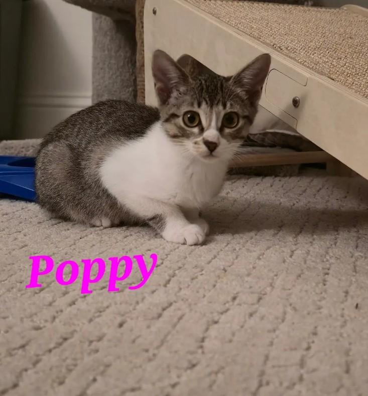 Poppy (courtesy listing), a Adoptable Domestic Short Hair in Baton Rouge, LA image 2/3