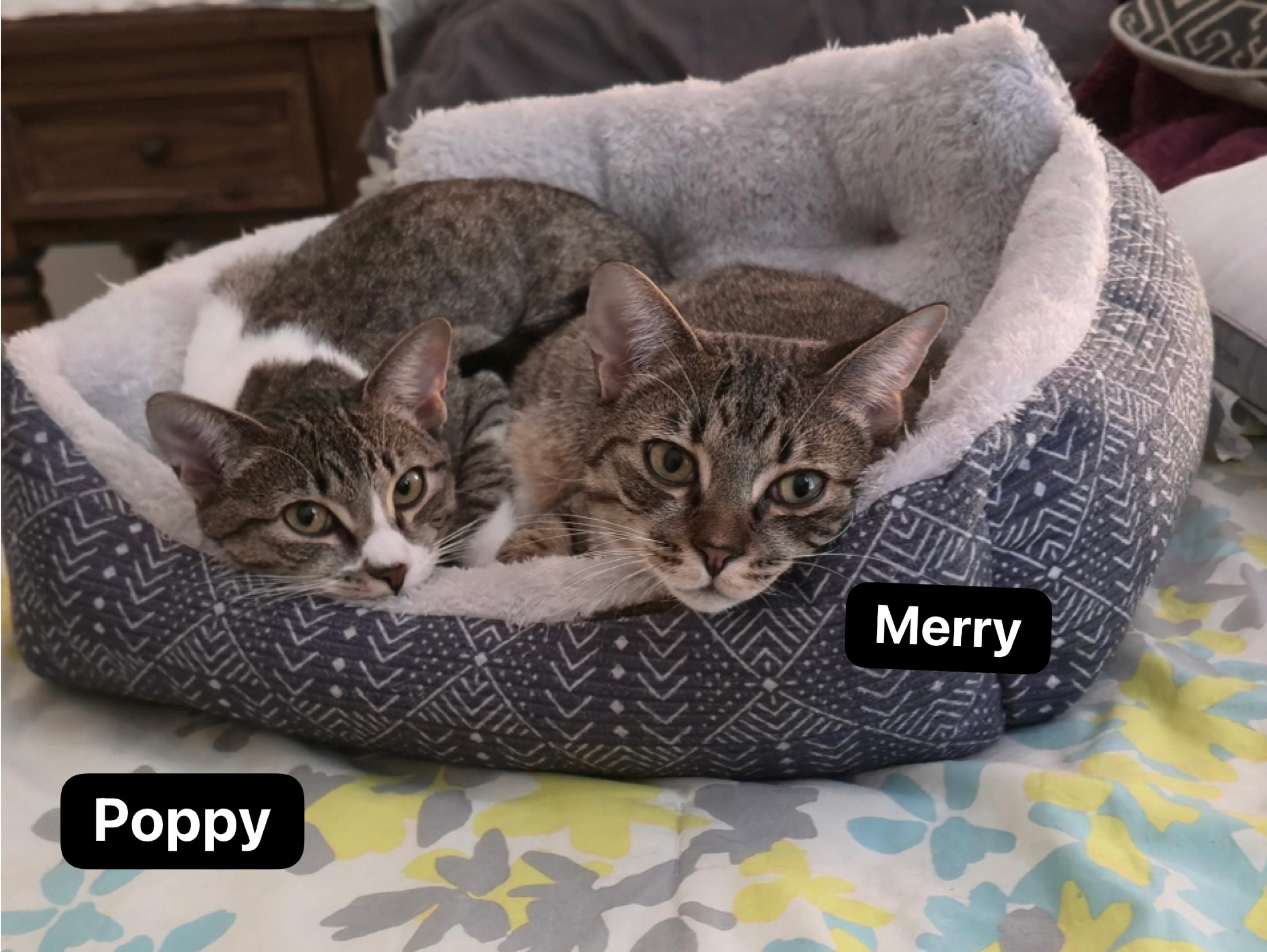 Enlarge Poppy (courtesy listing), a Adoptable Domestic Short Hair in Baton Rouge, LA image 5/5