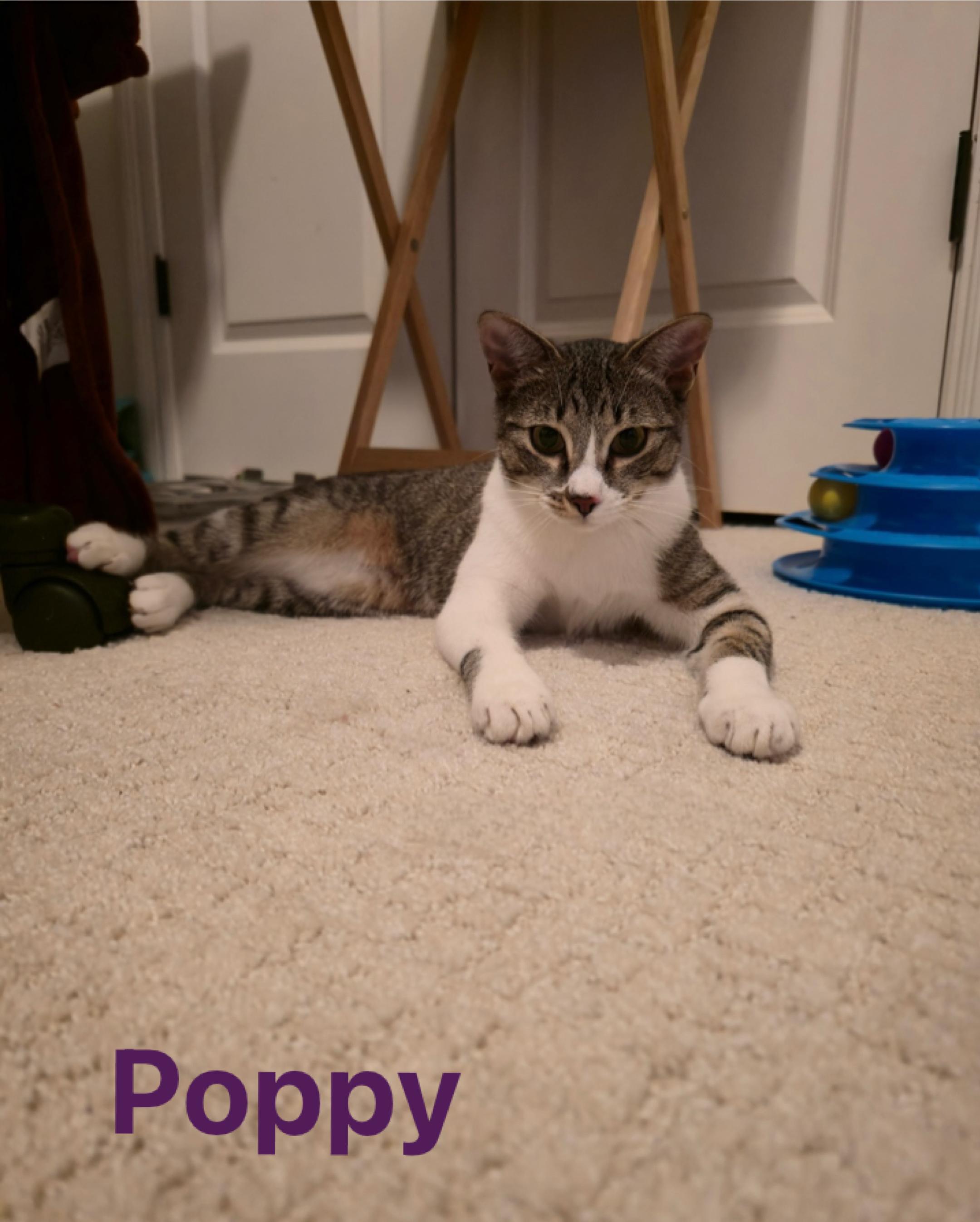 Enlarge Poppy (courtesy listing), a Adoptable Domestic Short Hair in Baton Rouge, LA image 4/5