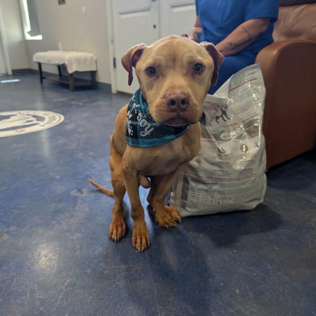 Lighting , ADOPTABLE, Senior Male Pit Bull Terrier.