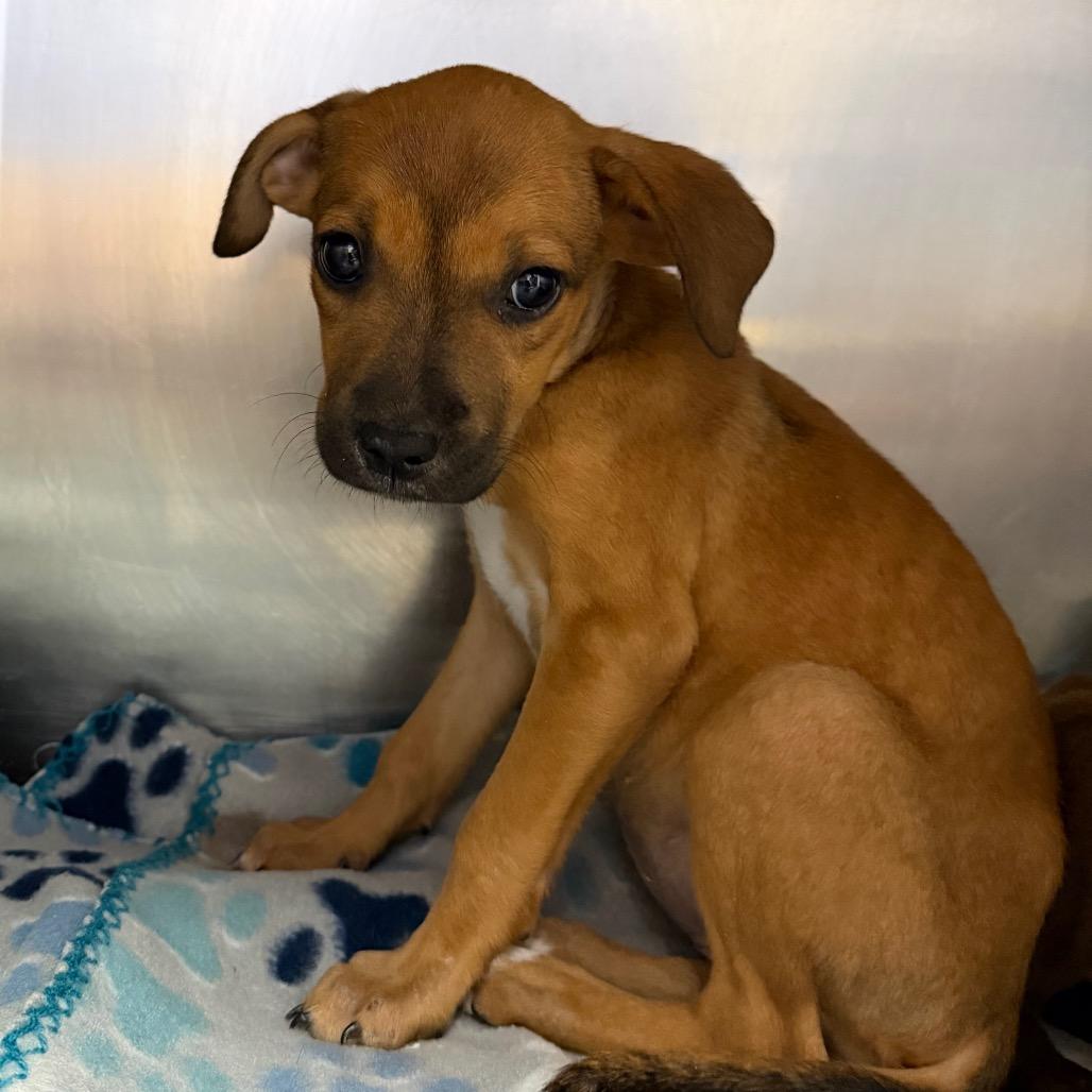 Enlarge Daphne, a Adoptable mixed breed in Starkville, MS image 1/1