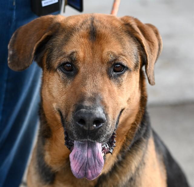 Enlarge HERMAN, a Adoptable German Shepherd Dog in Sacramento, CA image 1/1