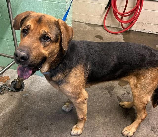 Enlarge HERMAN, a Adoptable German Shepherd Dog in Sacramento, CA image 1/1