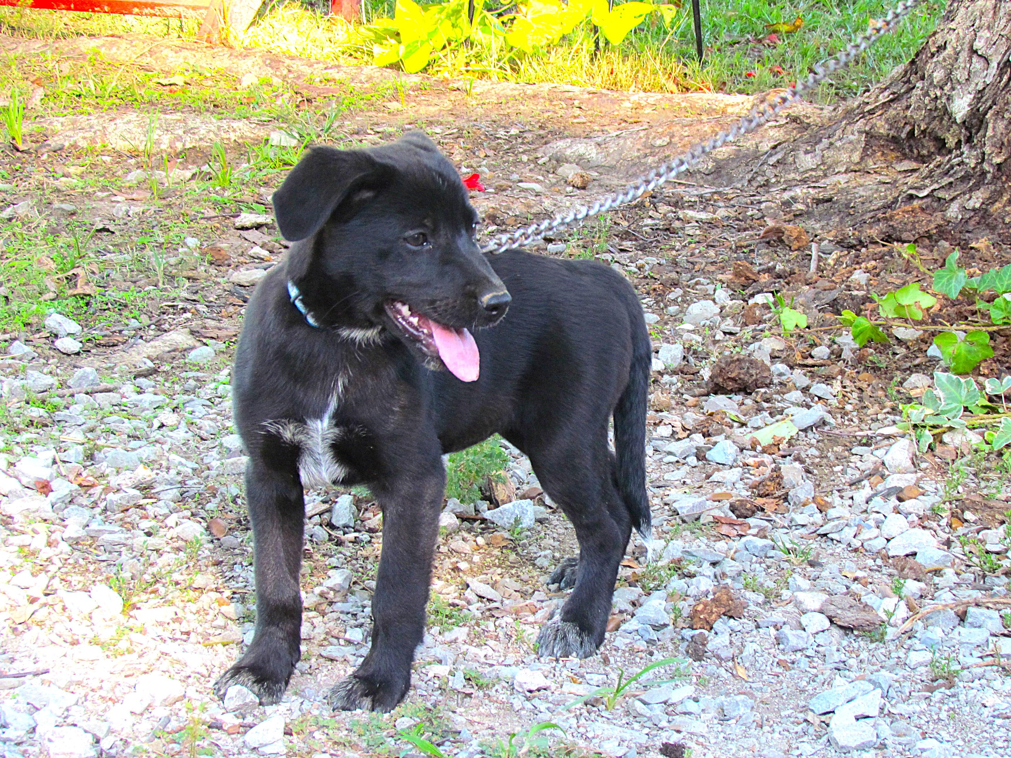 Enlarge Allis- COME MEET ME JAn 26!, a Adoptable mixed breed in Medfield, MA image 1/5