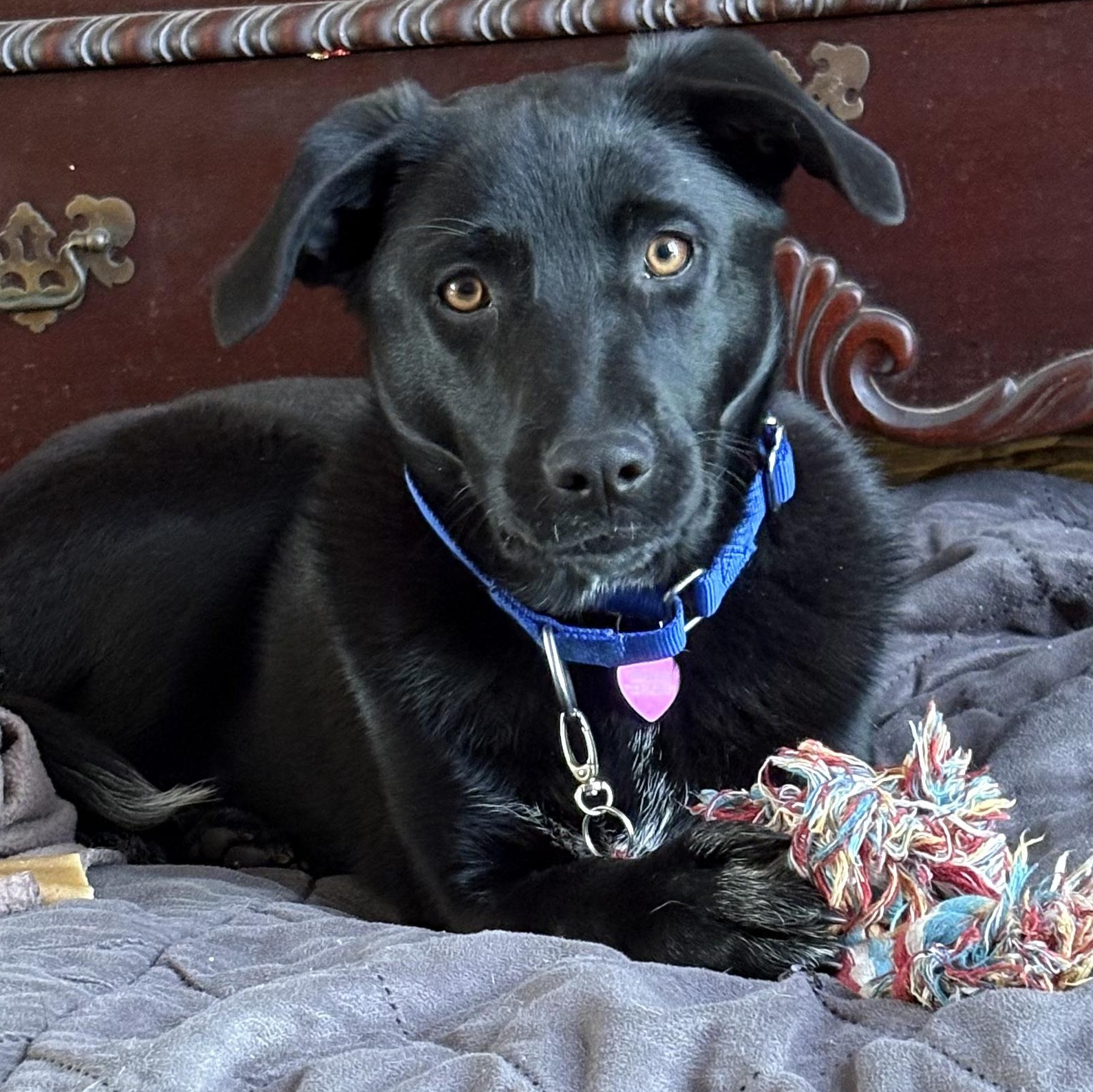 Allis - COME MEET!, Adoptable, Puppy Female Australian Cattle Dog / Blue Heeler & Mixed Breed.