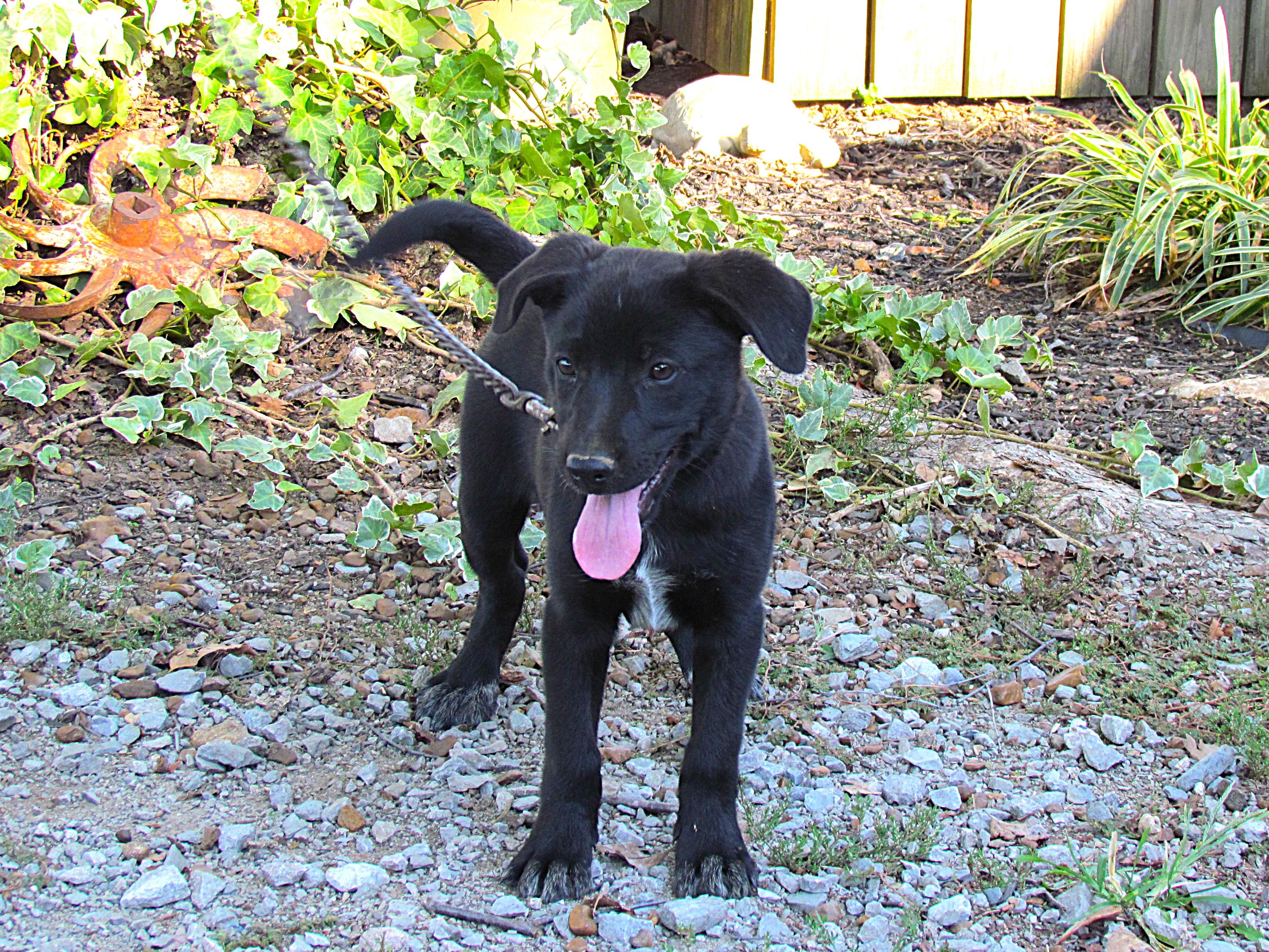 Enlarge Allis- COME MEET ME JAn 26!, a Adoptable mixed breed in Medfield, MA image 2/5