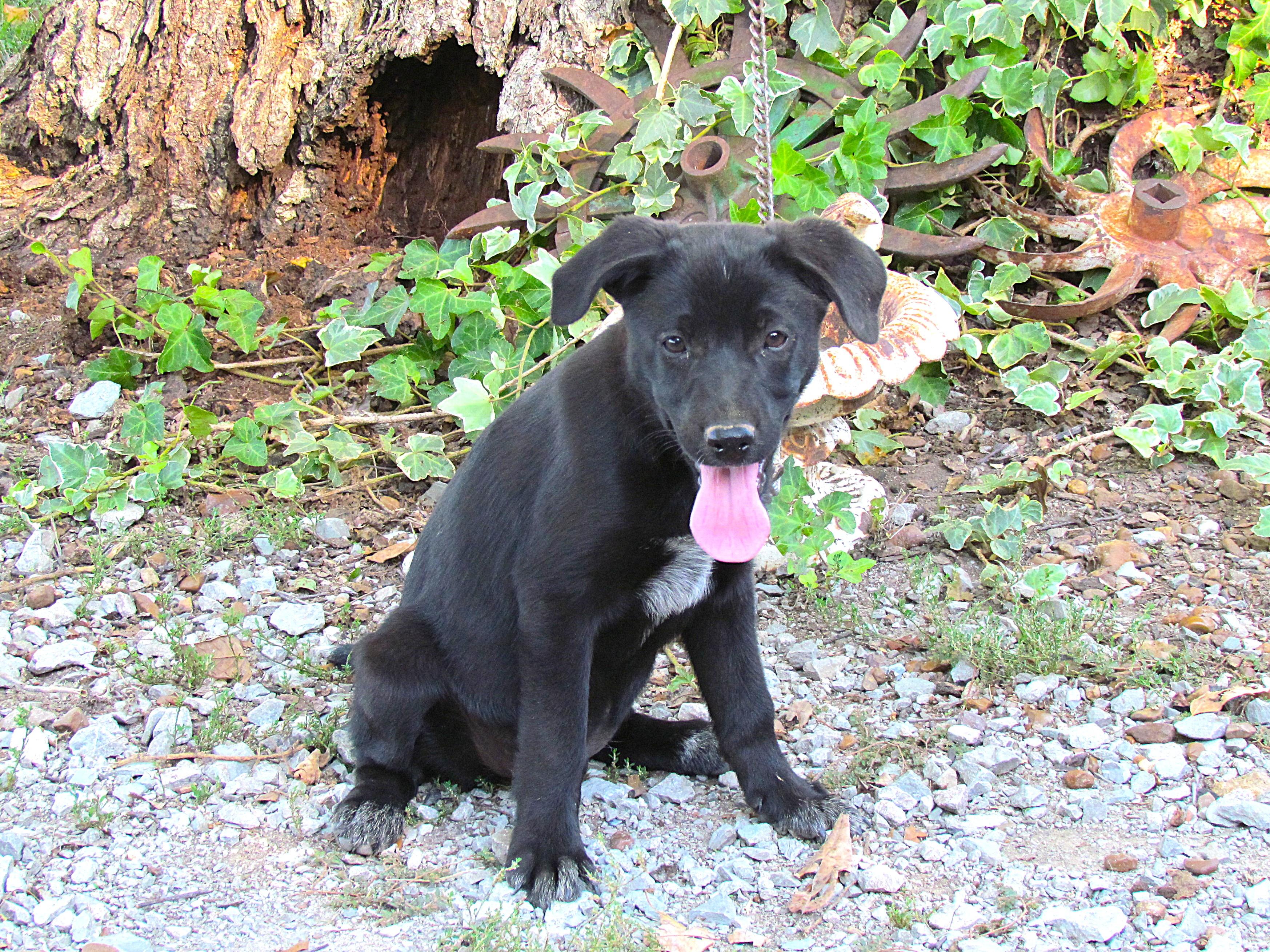 Enlarge Allis- COME MEET ME JAn 26!, a Adoptable mixed breed in Medfield, MA image 3/5