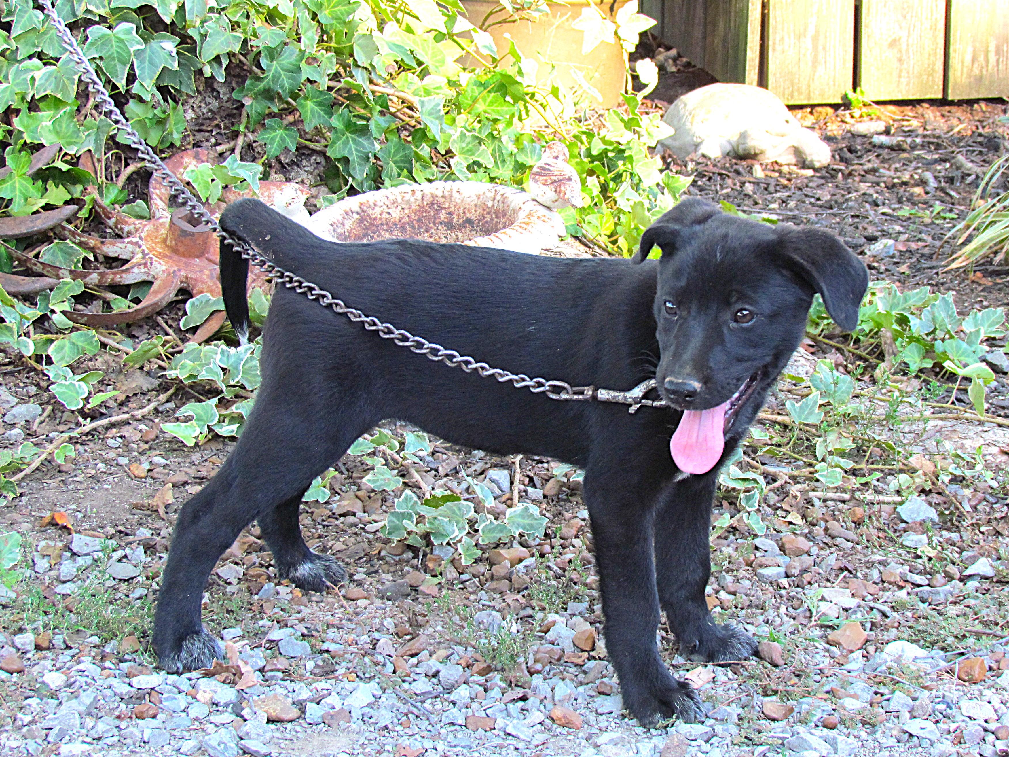 Enlarge Allis- COME MEET ME JAn 26!, a Adoptable mixed breed in Medfield, MA image 4/5