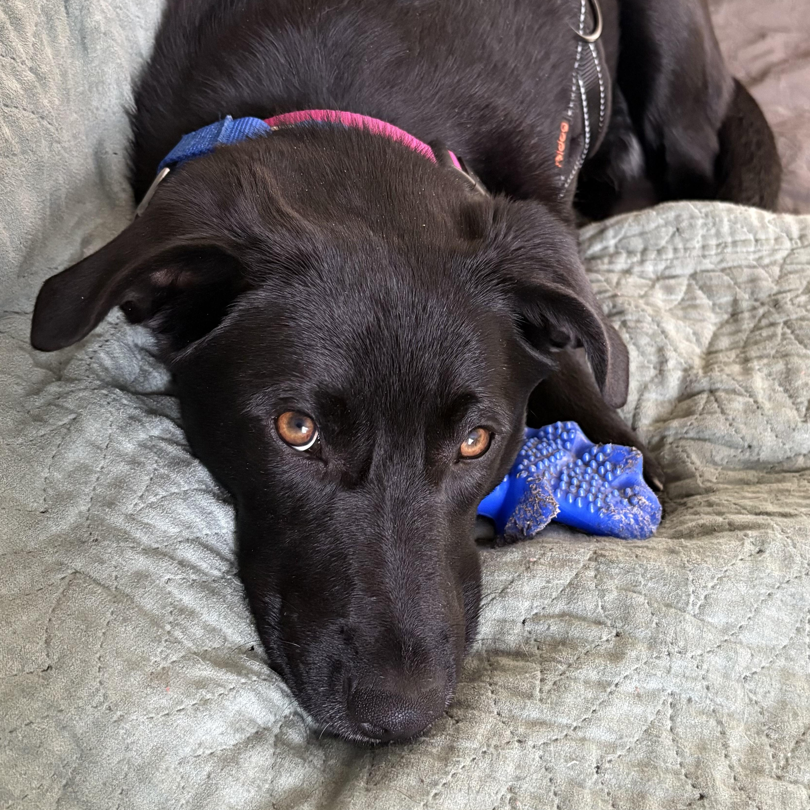 Enlarge Allis - COME MEET!, a Adoptable mixed breed in Medfield, MA image 4/5