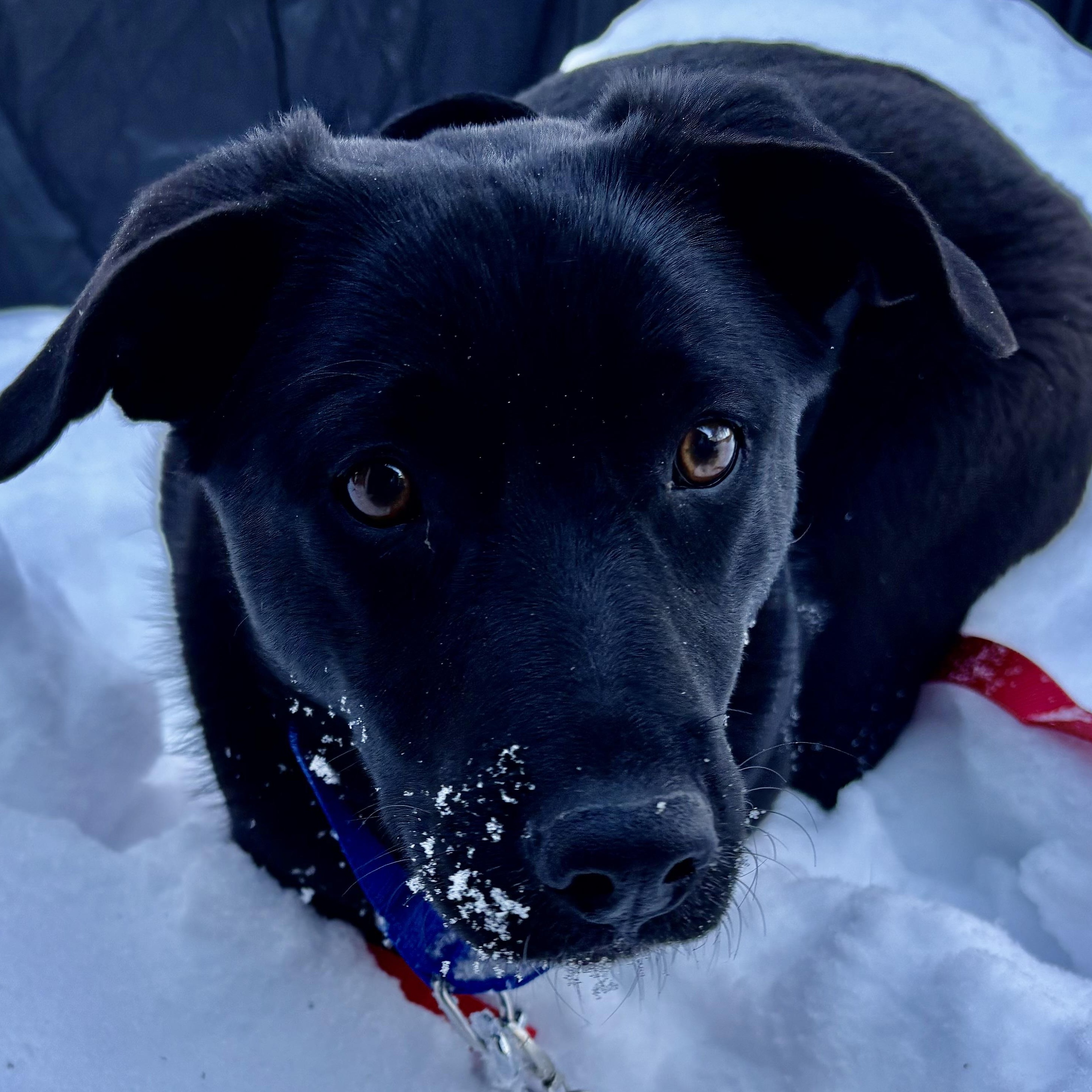 Enlarge Allis - COME MEET!, a Adoptable mixed breed in Medfield, MA image 3/5