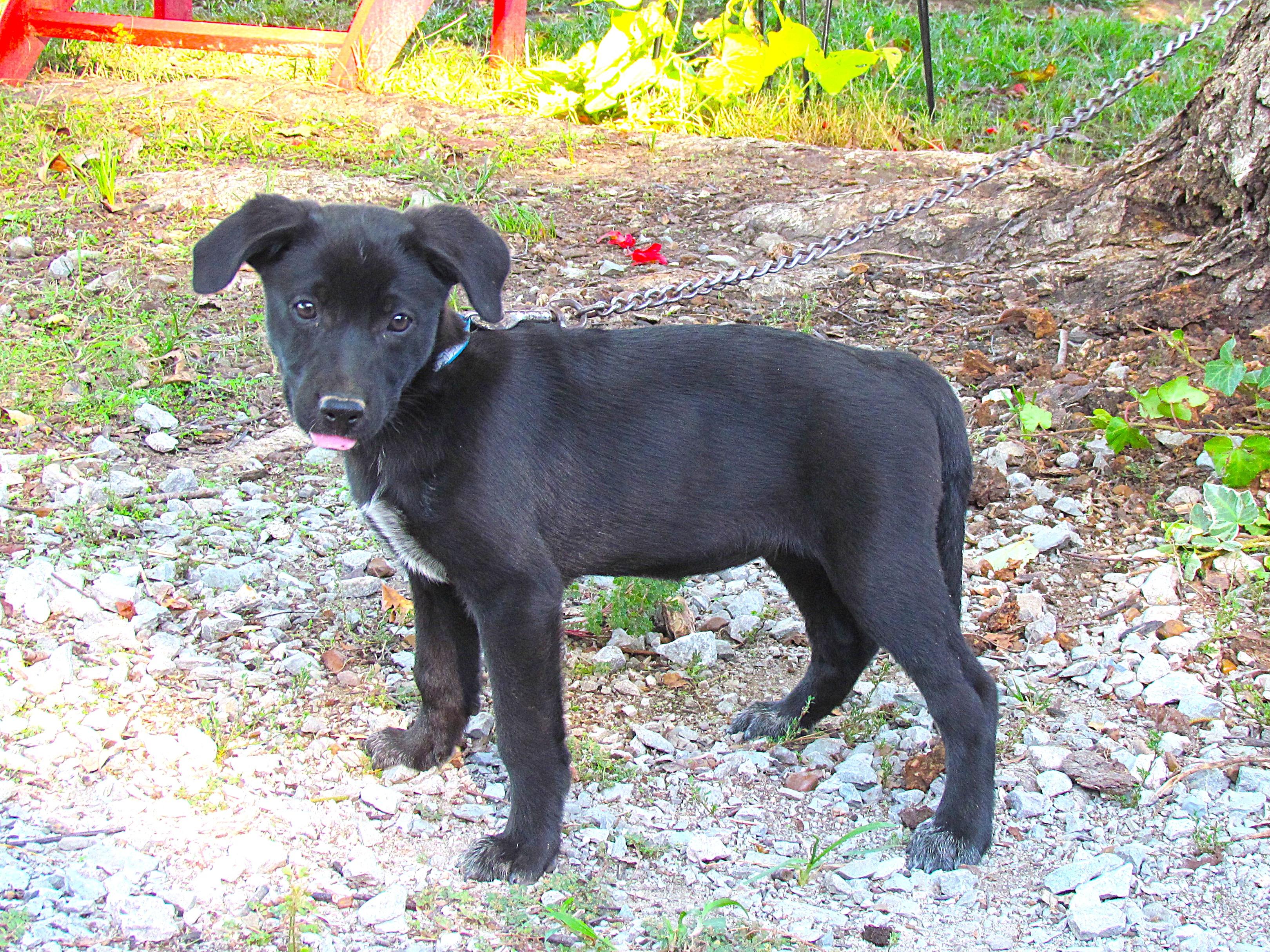 Enlarge Allis- COME MEET ME JAn 26!, a Adoptable mixed breed in Medfield, MA image 5/5