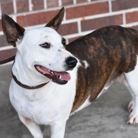 Lilly, an adoptable Bull Terrier in Calumet, MI, 49913 | Photo Image 3