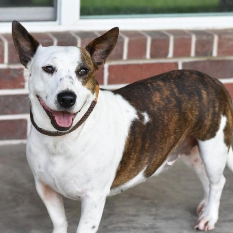 Lilly, an adoptable Bull Terrier in Calumet, MI, 49913 | Photo Image 2