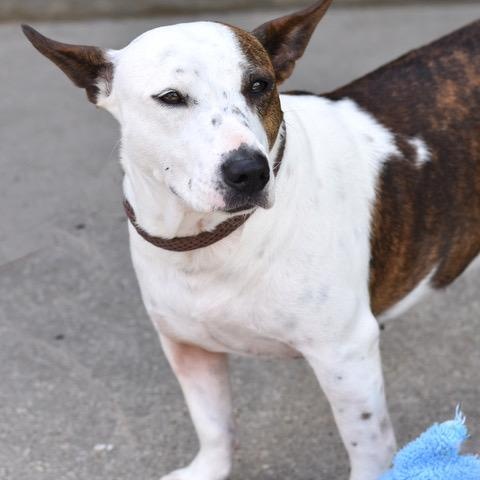 Lilly, an adoptable Bull Terrier in Calumet, MI, 49913 | Photo Image 4