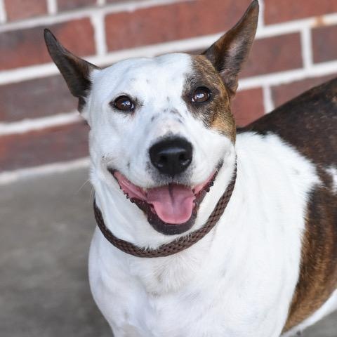 Lilly, an adoptable Bull Terrier in Calumet, MI, 49913 | Photo Image 1