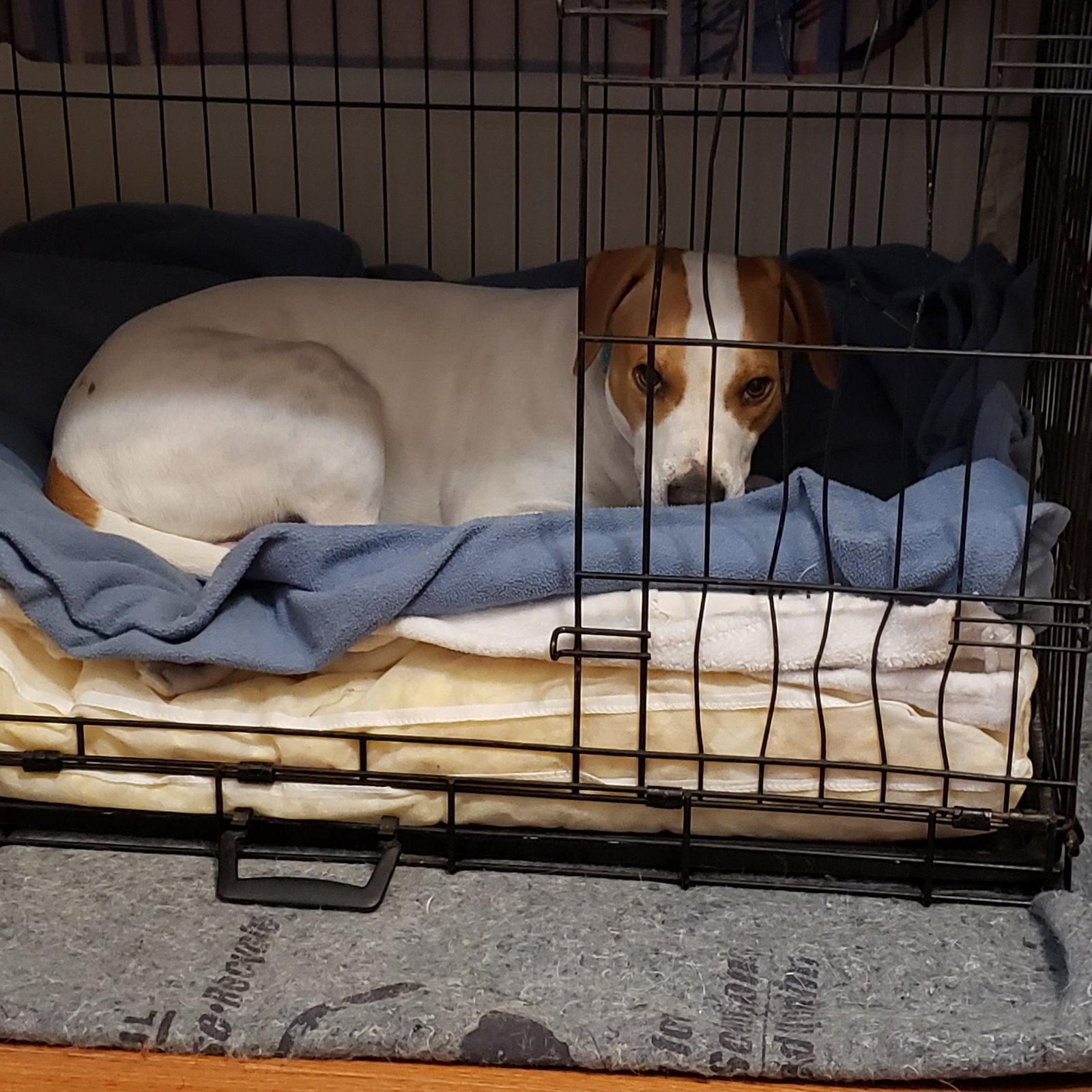 Enlarge Chuck, a Adopted Hound in St. Louis, MO image 2/3