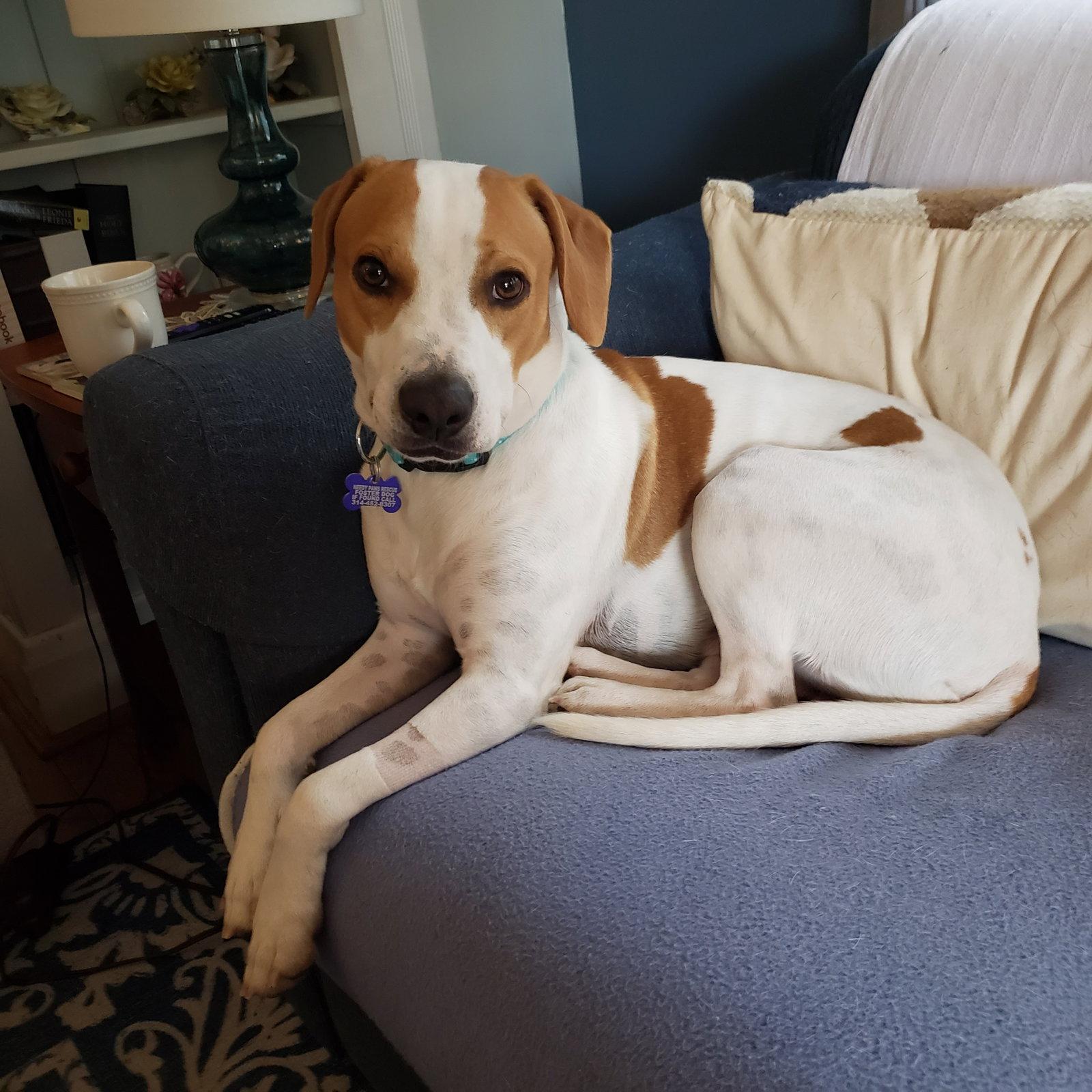 Enlarge Chuck, a Adopted Hound in St. Louis, MO image 3/3