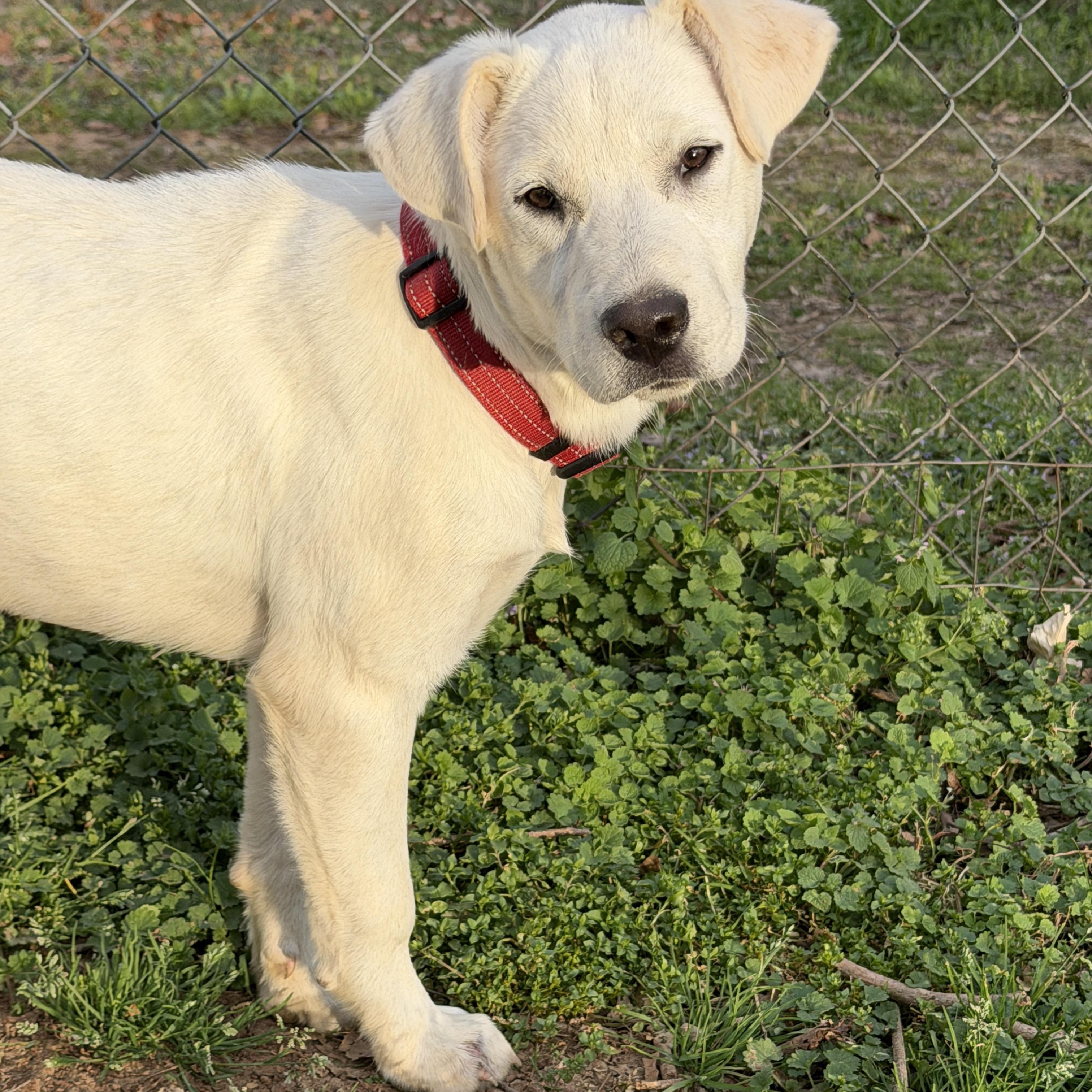 Enlarge DUTCH, a Adoptable mixed breed in Smithfield , RI image 3/5