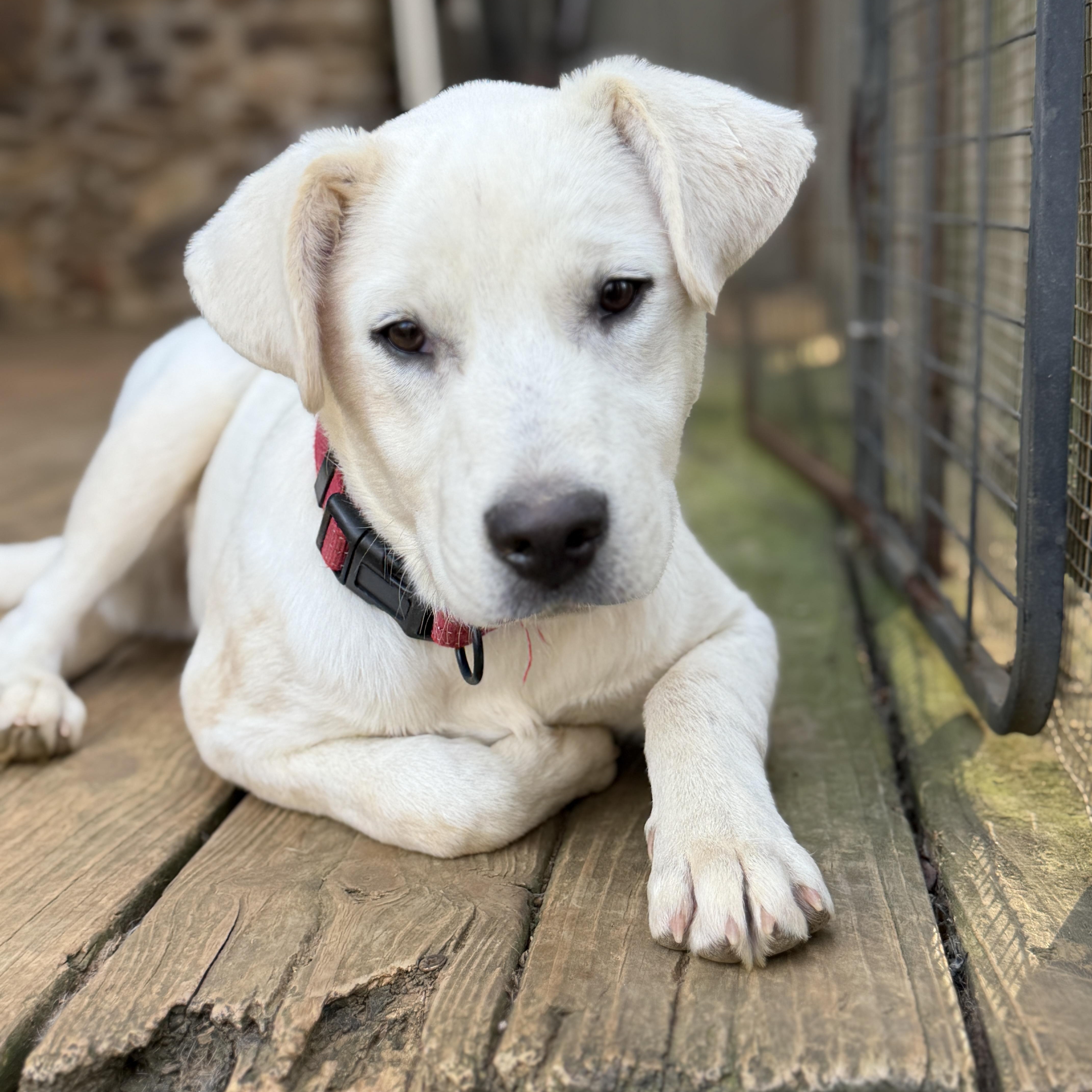 DUTCH, Adoptable, Young Male Labrador Retriever.