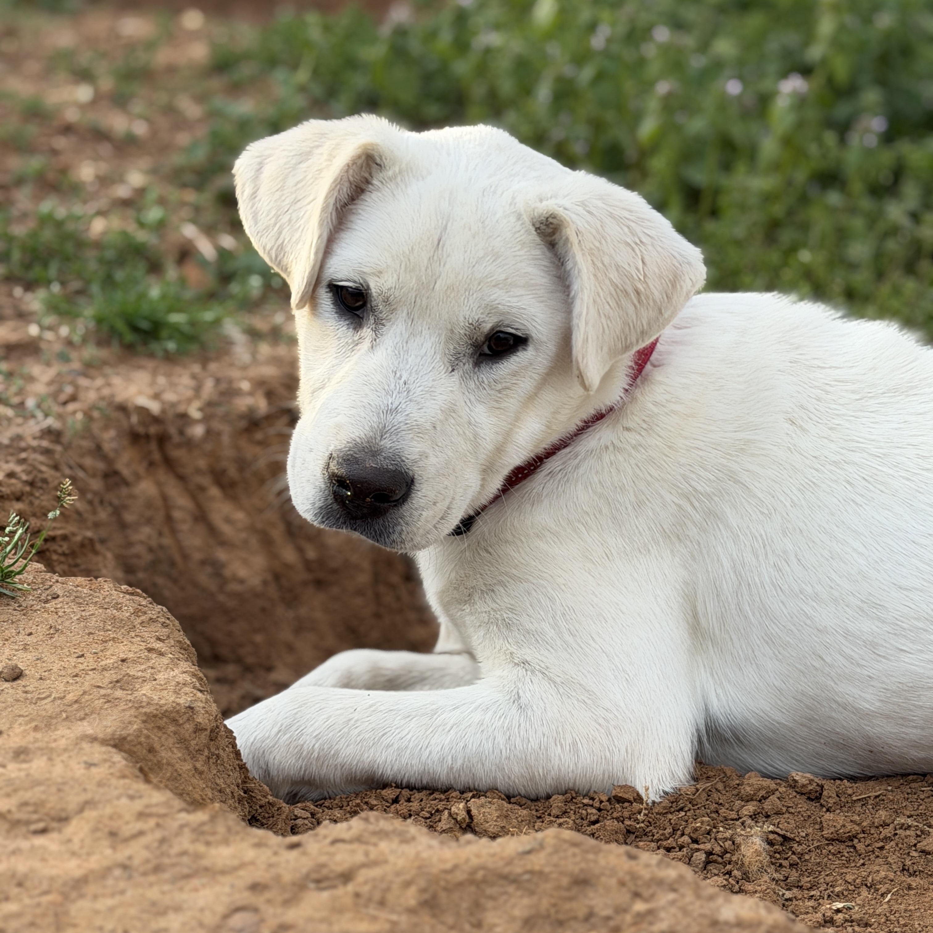 Enlarge DUTCH, a Adoptable mixed breed in Smithfield , RI image 4/5