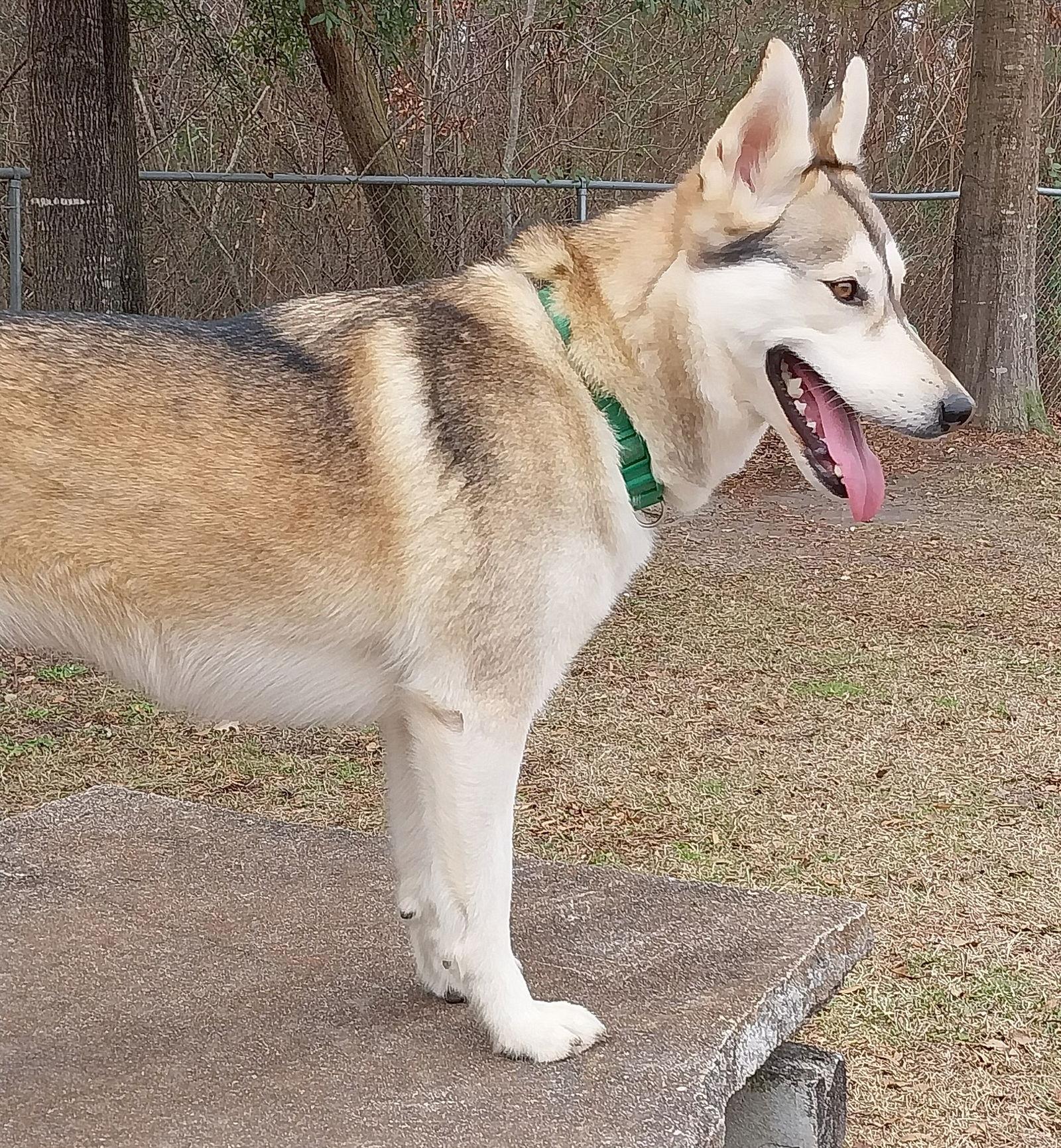 Daisy, Adoptable, Young Female Siberian Husky.
