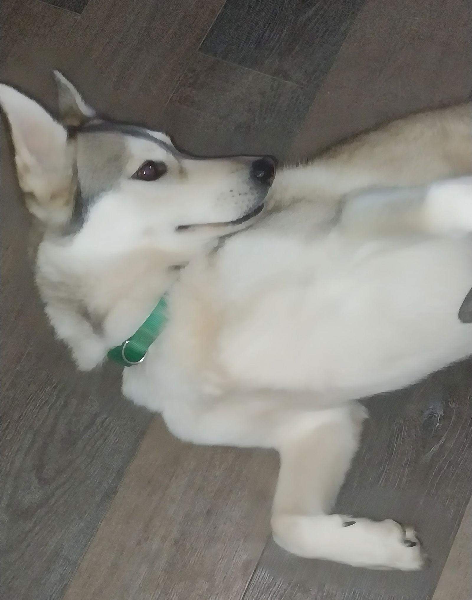 Enlarge Daisy, a Adoptable Siberian Husky in Cumming, GA image 2/3