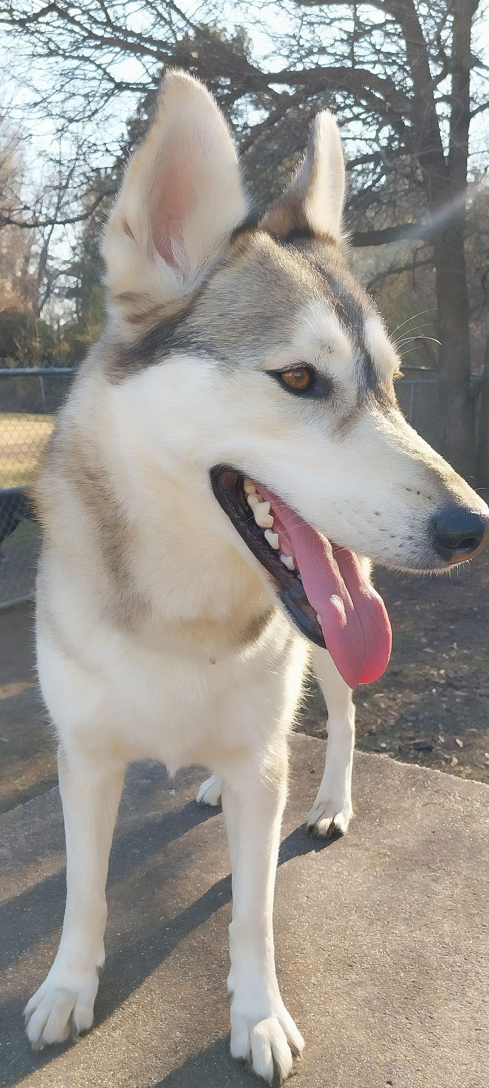 Enlarge Daisy, a Adoptable Siberian Husky in Cumming, GA image 3/3