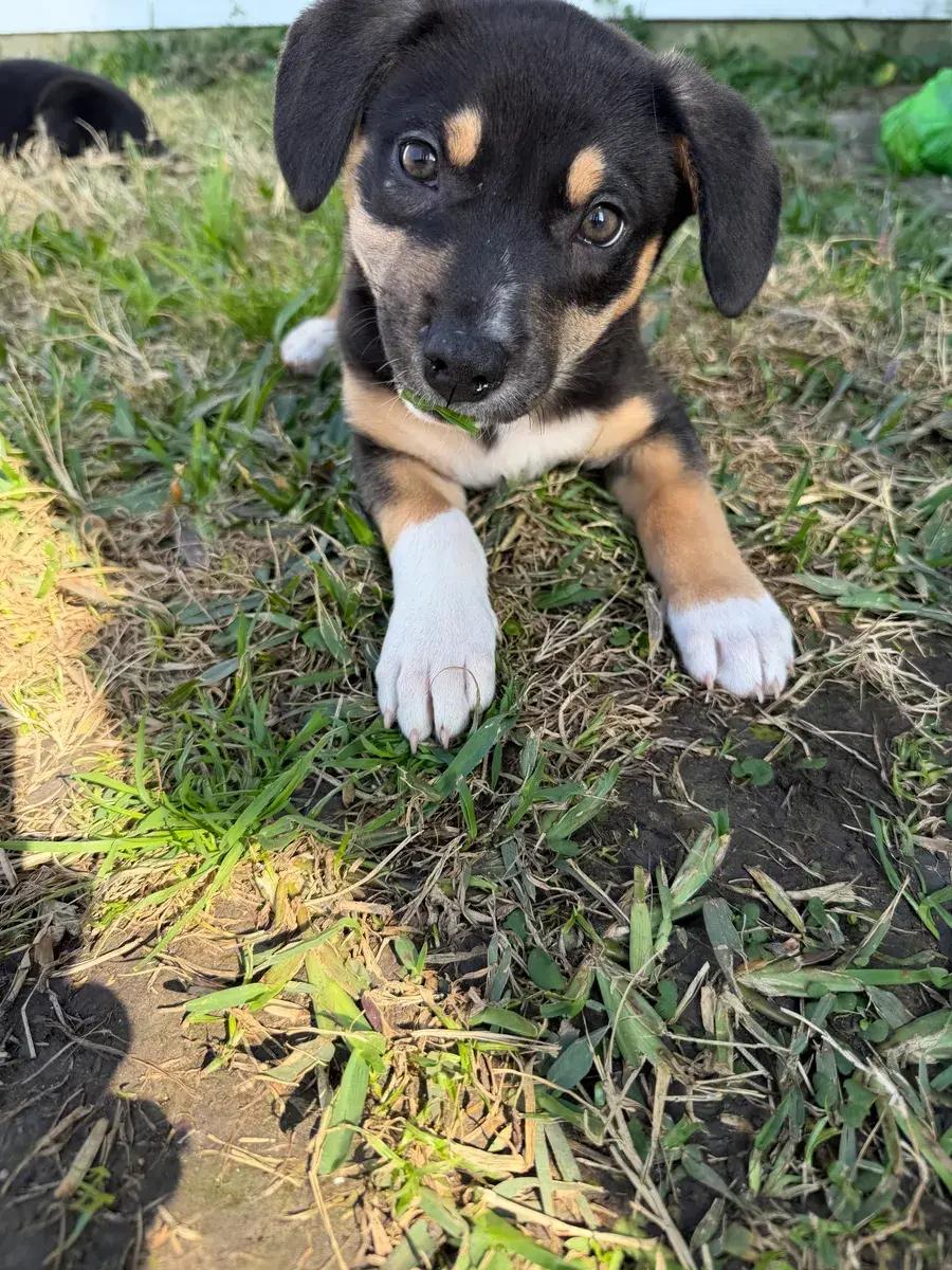 Dakota, a ADOPTABLE mixed breed in Polk, OH image 5/6