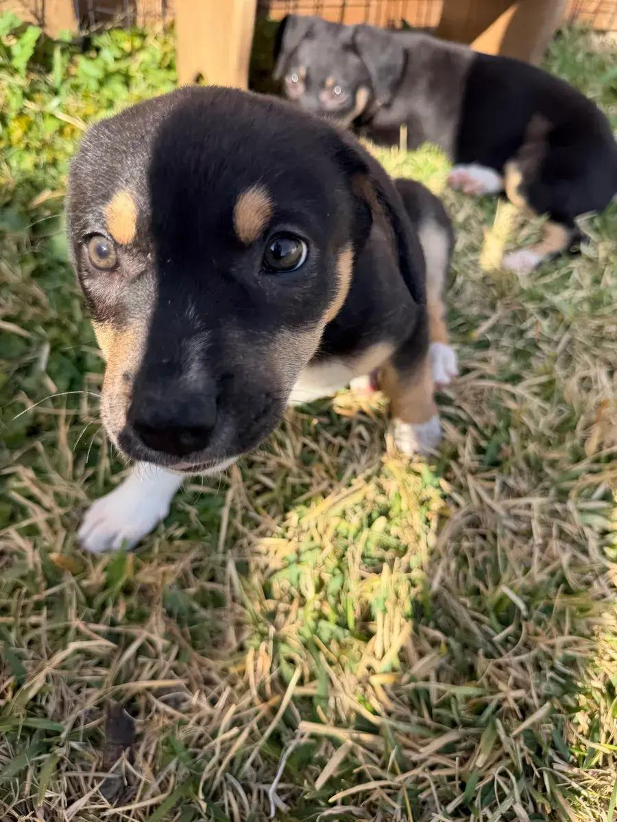 Dakota, a ADOPTABLE mixed breed in Polk, OH image 1/6
