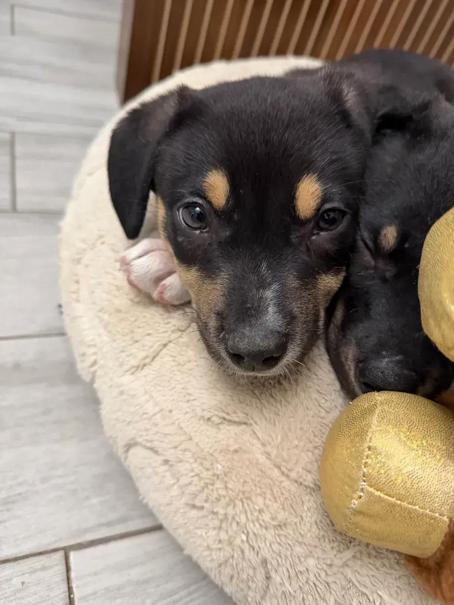 Dakota, a ADOPTABLE mixed breed in Polk, OH image 2/6