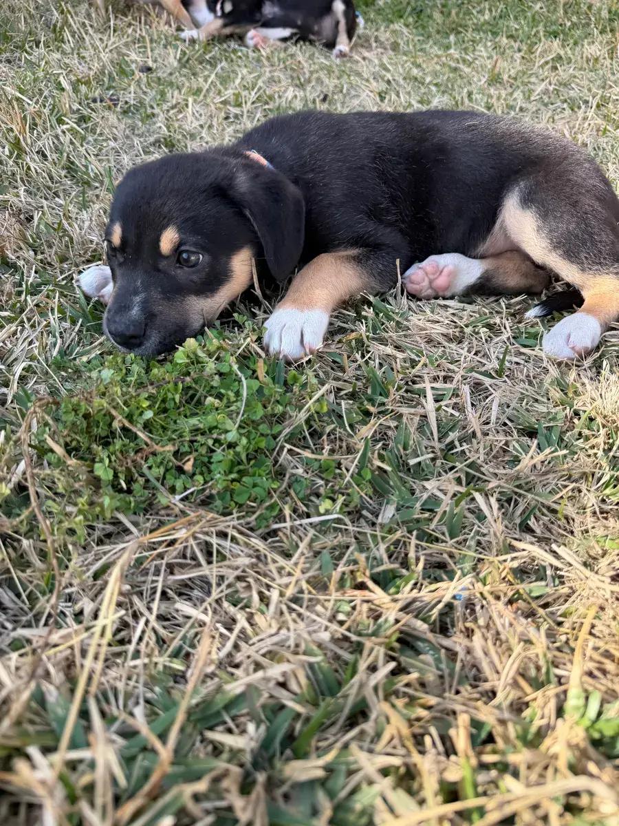 Dakota, a ADOPTABLE mixed breed in Polk, OH image 6/6