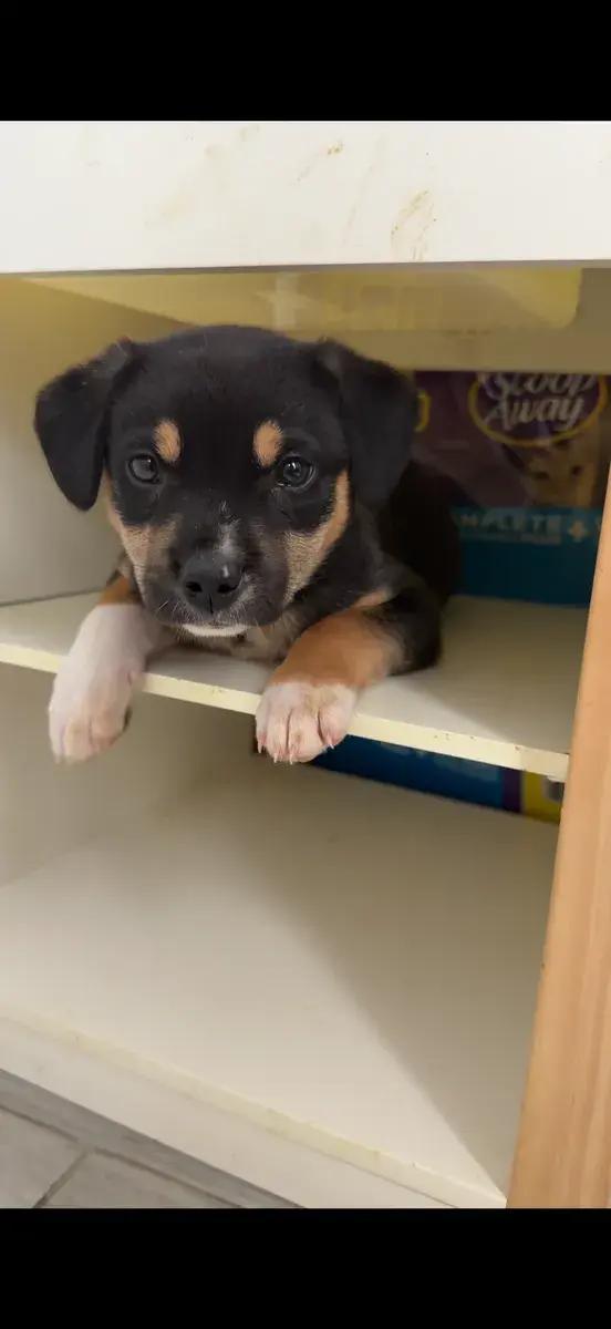 Dakota, a ADOPTABLE mixed breed in Polk, OH image 3/6