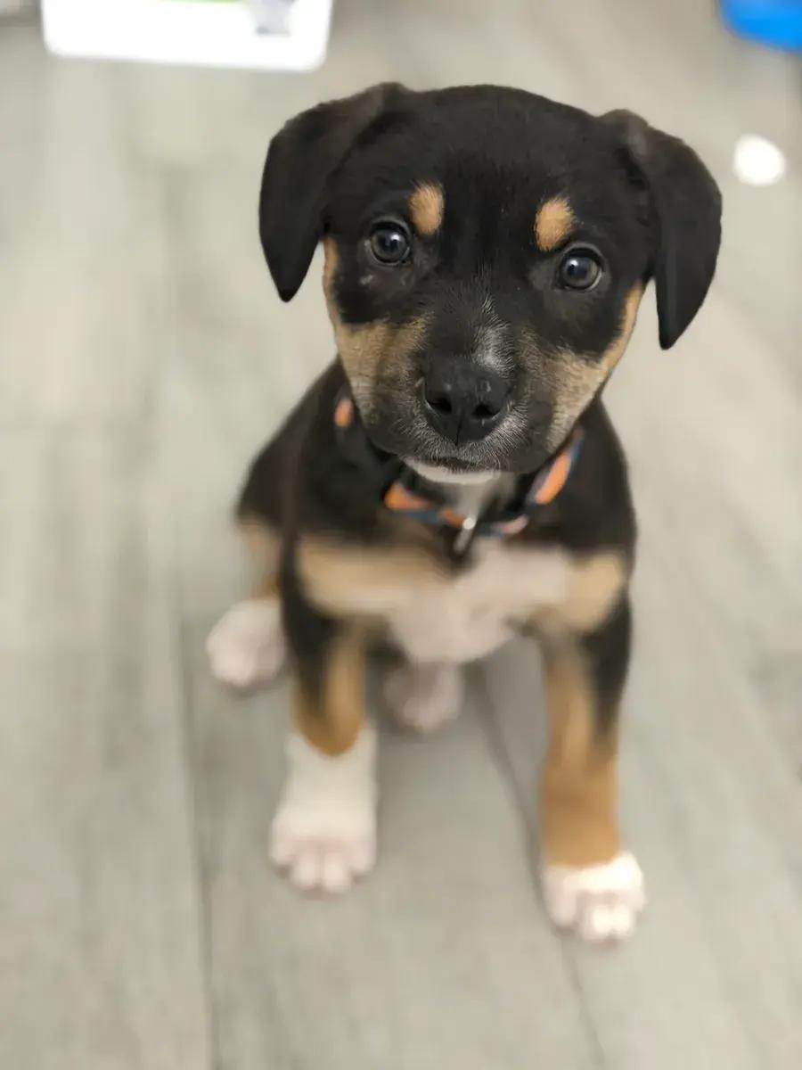 Dakota, a ADOPTABLE mixed breed in Polk, OH image 4/6