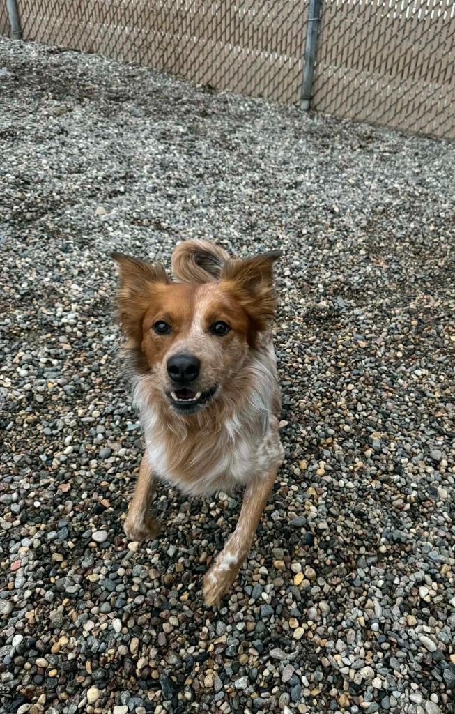 Red, Adoptable, Young Male Cattle Dog.