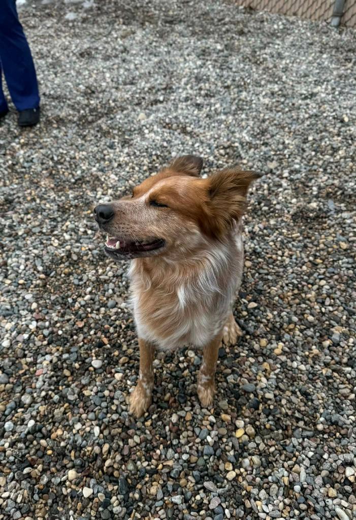 Enlarge Red, a Adoptable Cattle Dog in Grand Forks, ND image 2/6