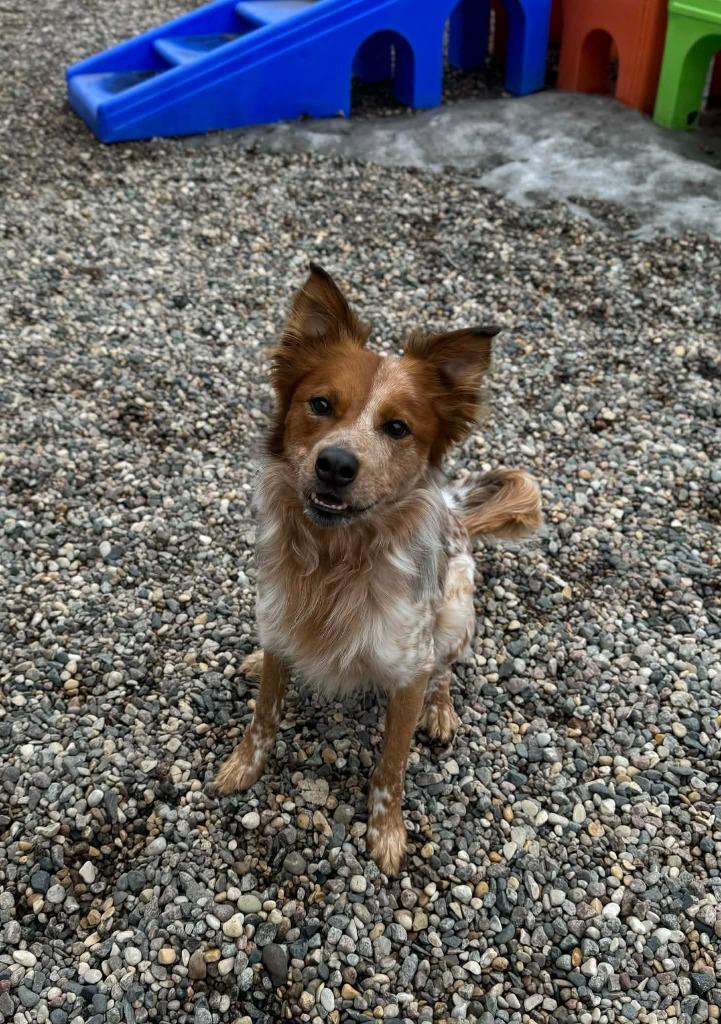 Enlarge Red, a Adoptable Cattle Dog in Grand Forks, ND image 3/6