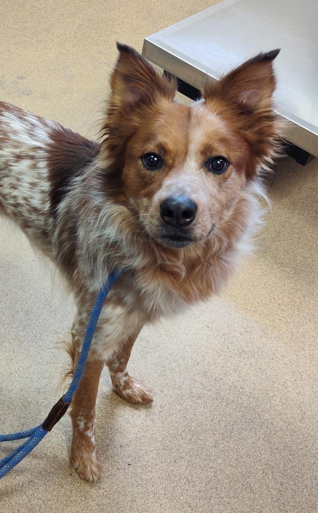 Enlarge Red, a Adoptable Cattle Dog in Grand Forks, ND image 4/6
