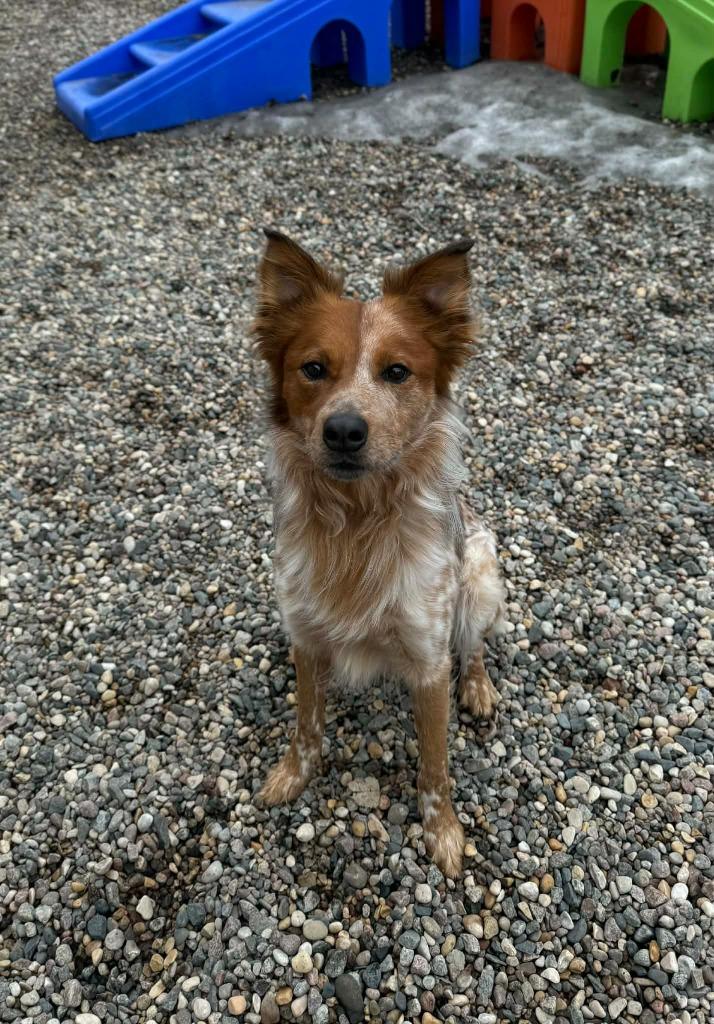 Enlarge Red, a Adoptable Cattle Dog in Grand Forks, ND image 5/6
