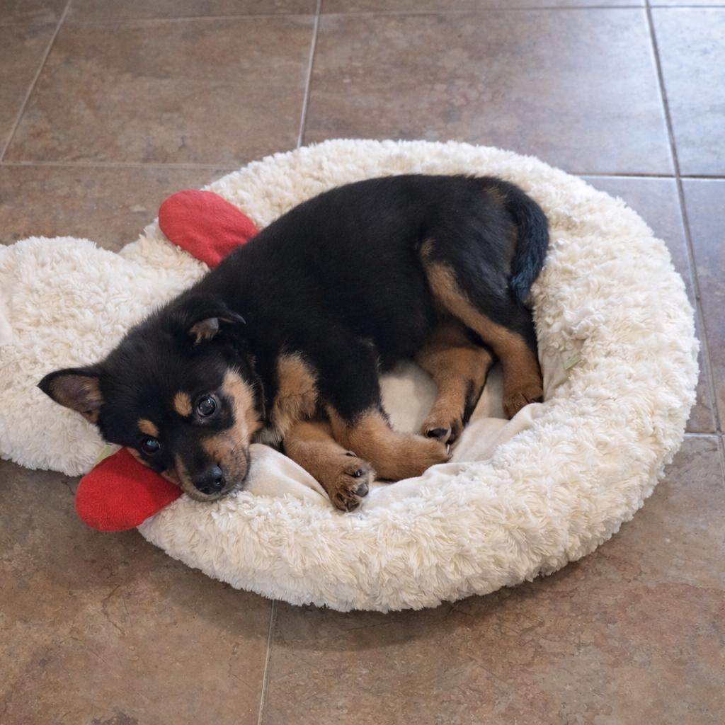 Zoro — thumbnail 5