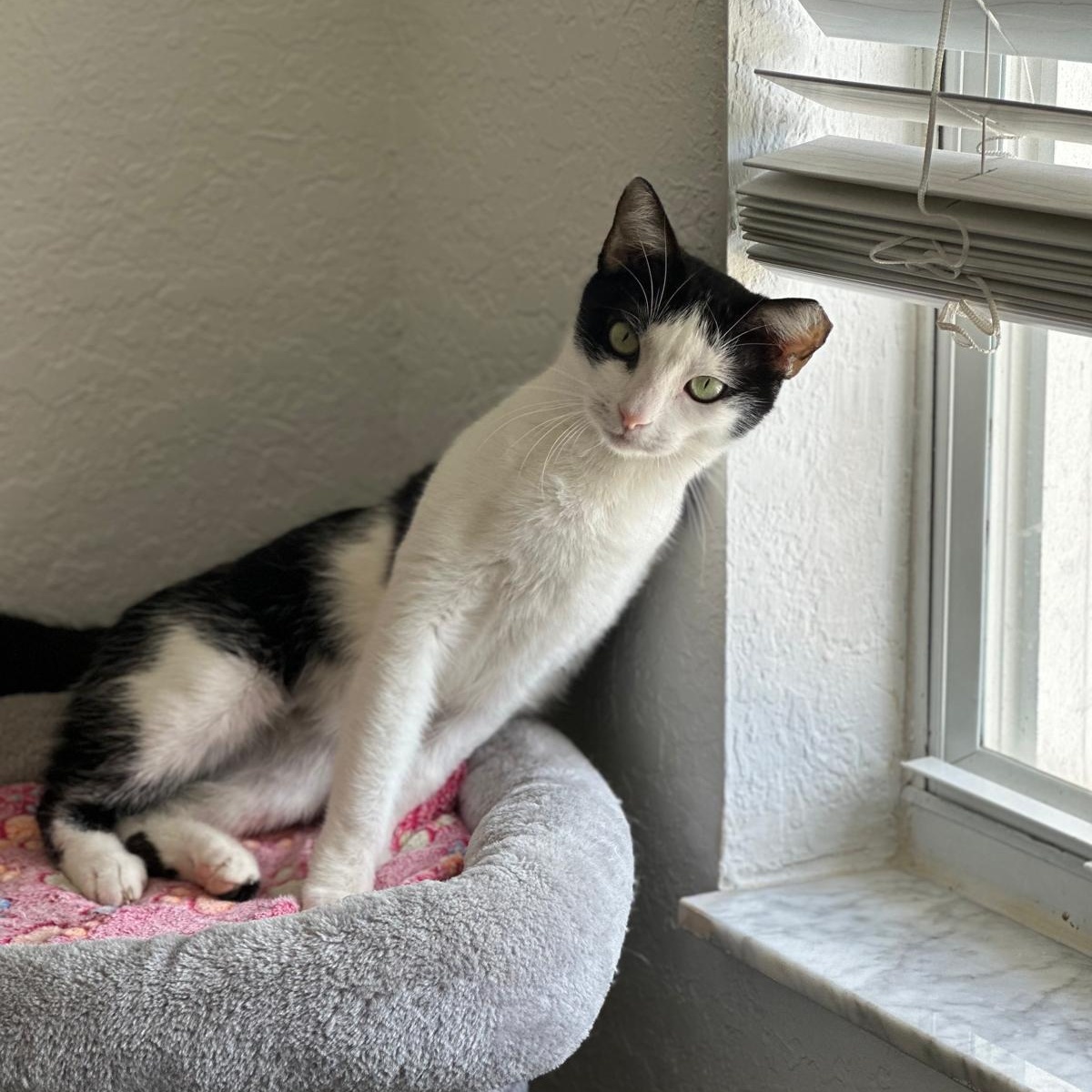 Speed Bump, Adoptable, Adult Female Domestic Short Hair.