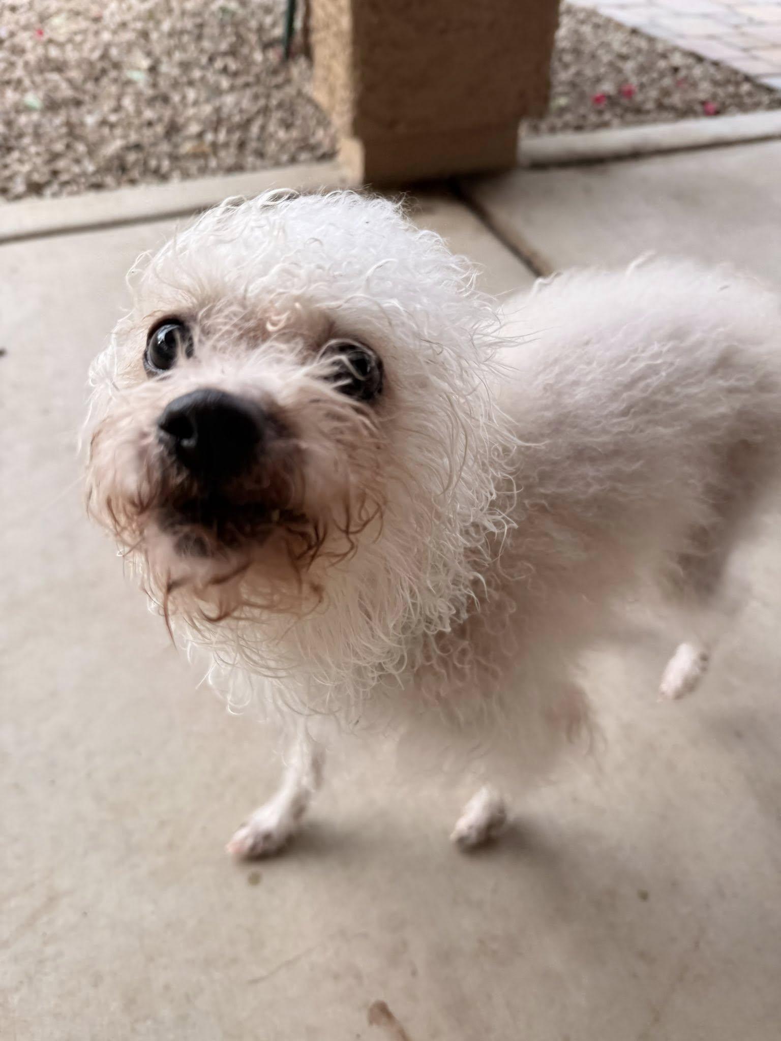 Dust Bunny, Adoptable, Adult Female Bichon Frise & Chihuahua.