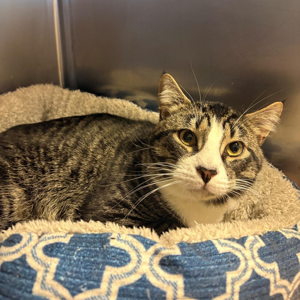 Tippy, Adoptable, Adult Male Domestic Medium Hair.