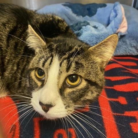 Tippy, a Adoptable Domestic Medium Hair in Chehalis, WA image 2/2